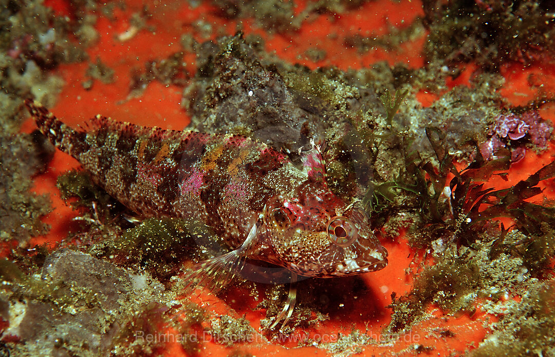 Schleimfisch, Blenniidae, Tsitsikamma Nationalpark, Indischer Ozean, Sdafrika, Suedafrika