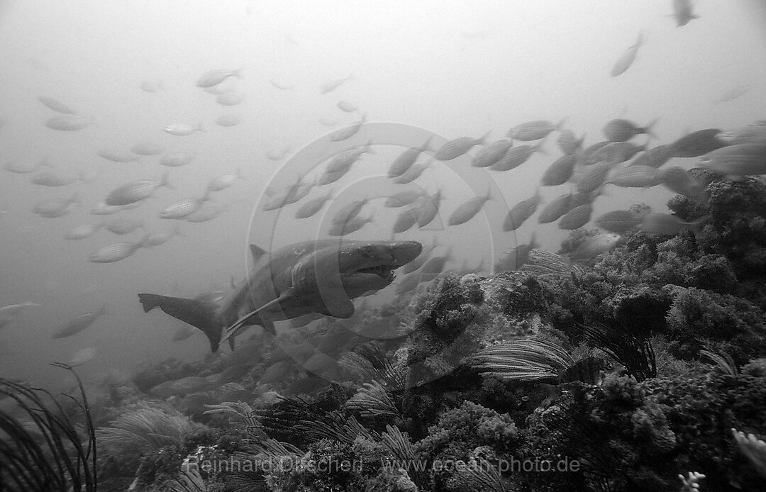 Sandtiger, Odontaspis taurus, Port Elizabeth, Ibhayi, Madiba Bay, Indischer Ozean, Sdafrika, Suedafrika