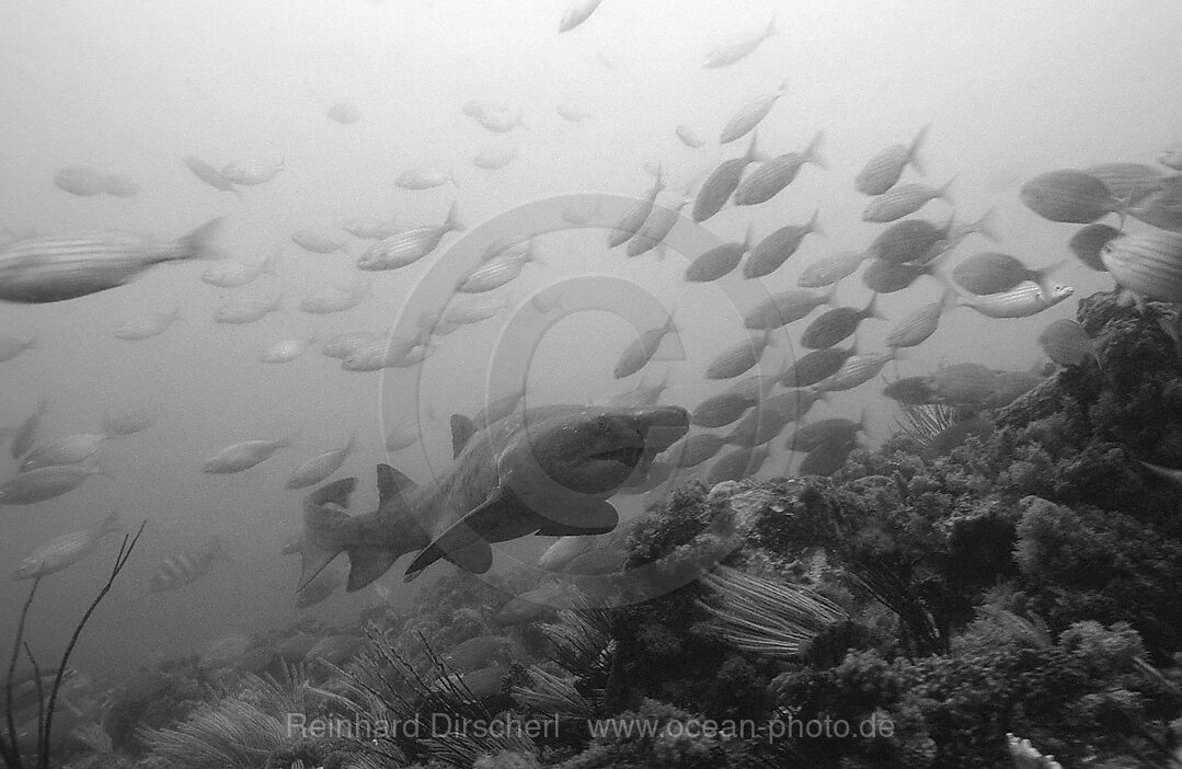 Sandtiger, Odontaspis taurus, Port Elizabeth, Ibhayi, Madiba Bay, Indischer Ozean, Sdafrika, Suedafrika