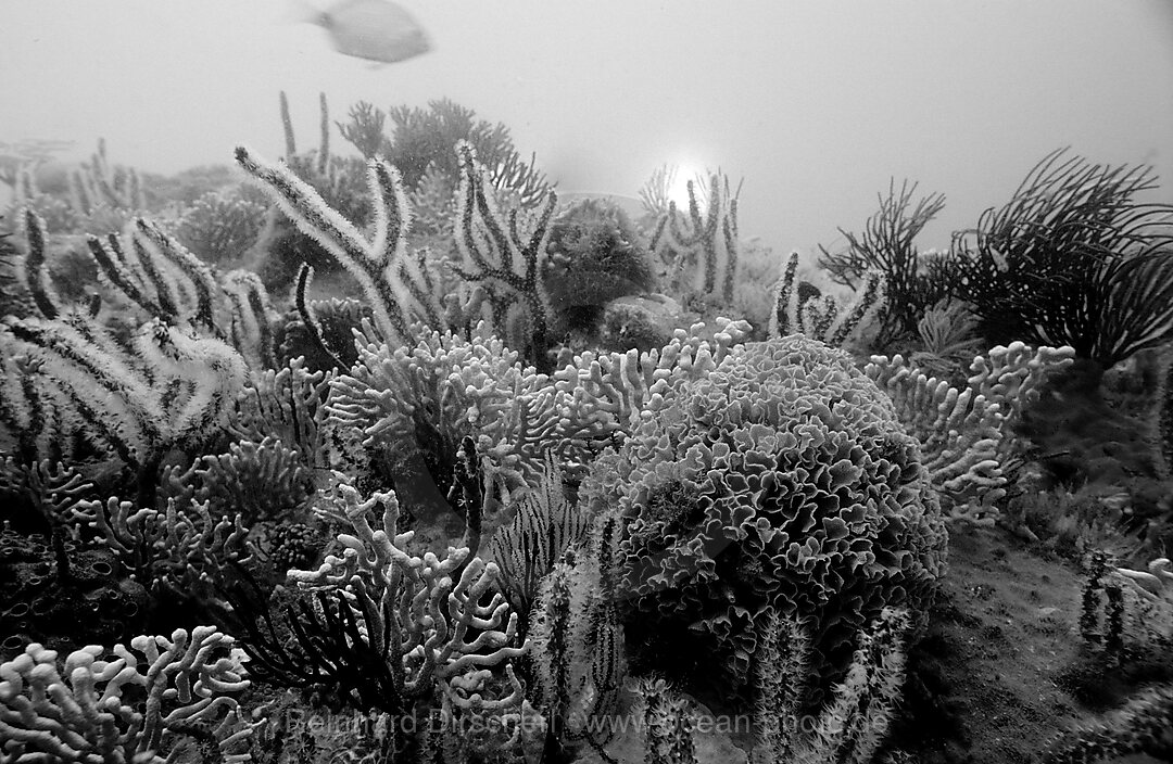 Coral reef, Port Elizabeth, Ibhayi, Madiba Bay, Indian Ocean, South Africa