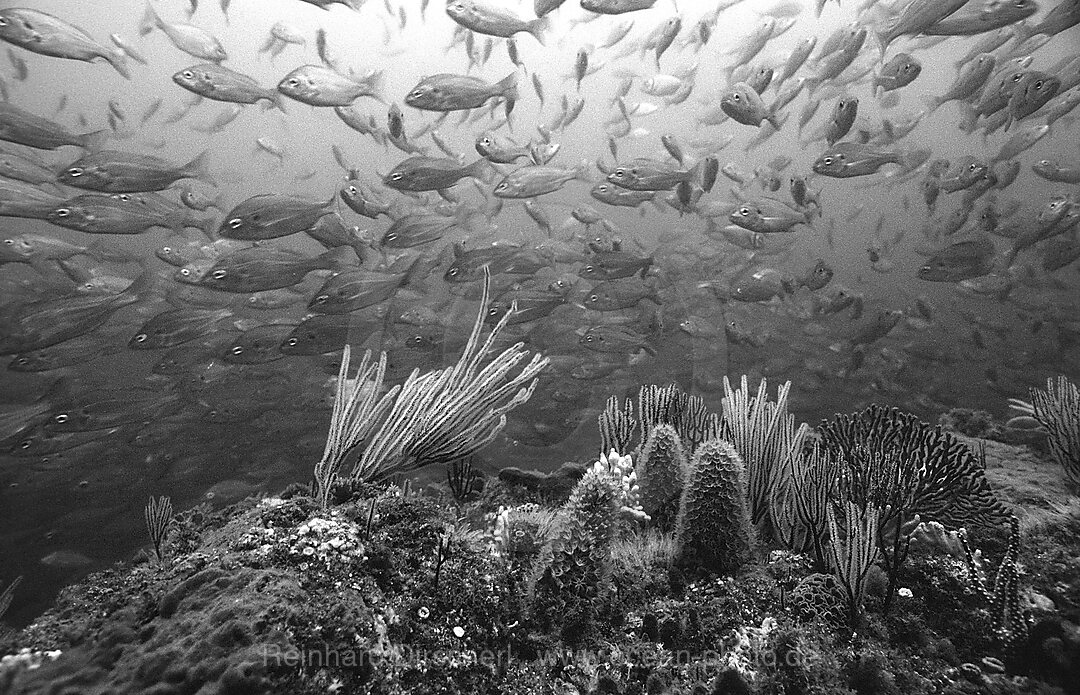 Coral reef