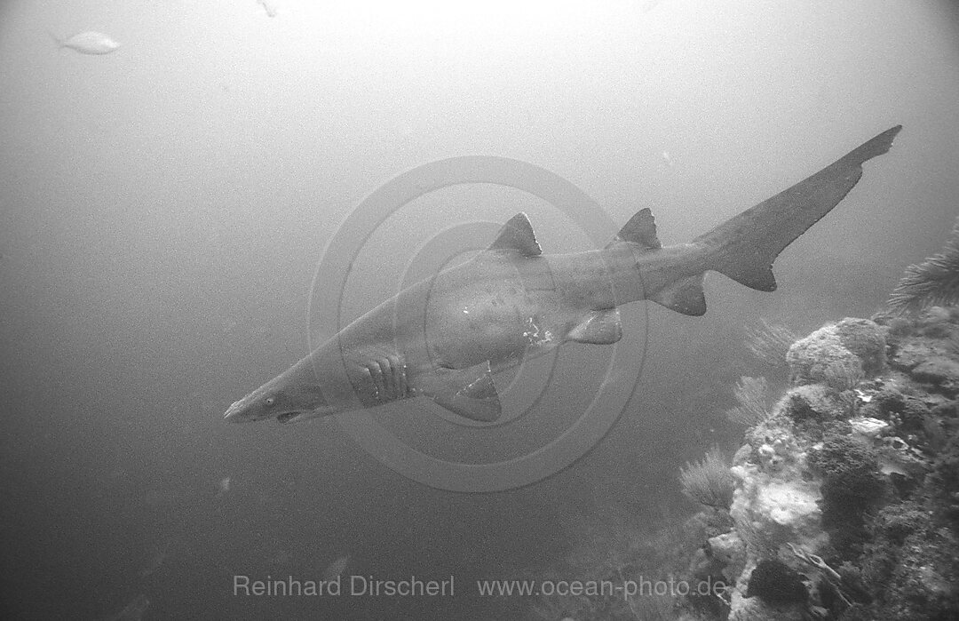 Sandtiger, Odontaspis taurus, Port Elizabeth, Ibhayi, Madiba Bay, Indischer Ozean, Sdafrika, Suedafrika