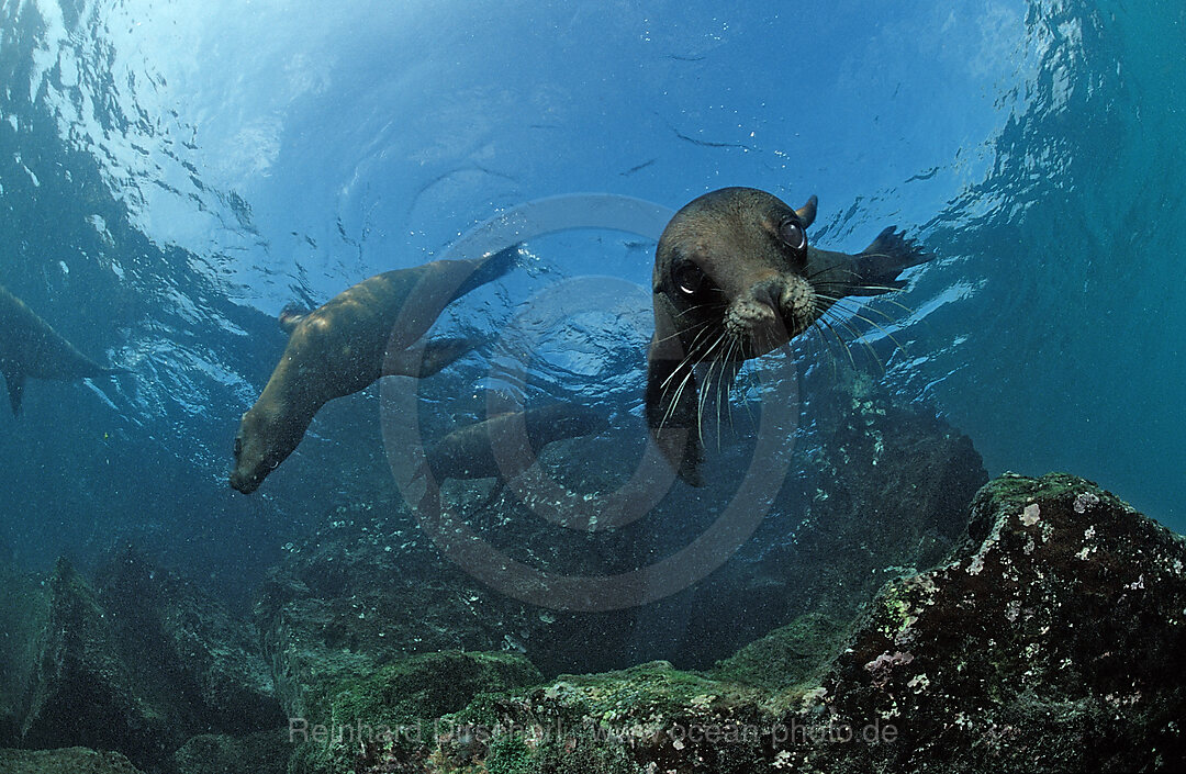 Suedafrikanischer Seebaer, Arctocephalus pusillus pusillus, Port Elizabeth, Ibhayi, Madiba Bay, Indischer Ozean, Sdafrika, Suedafrika