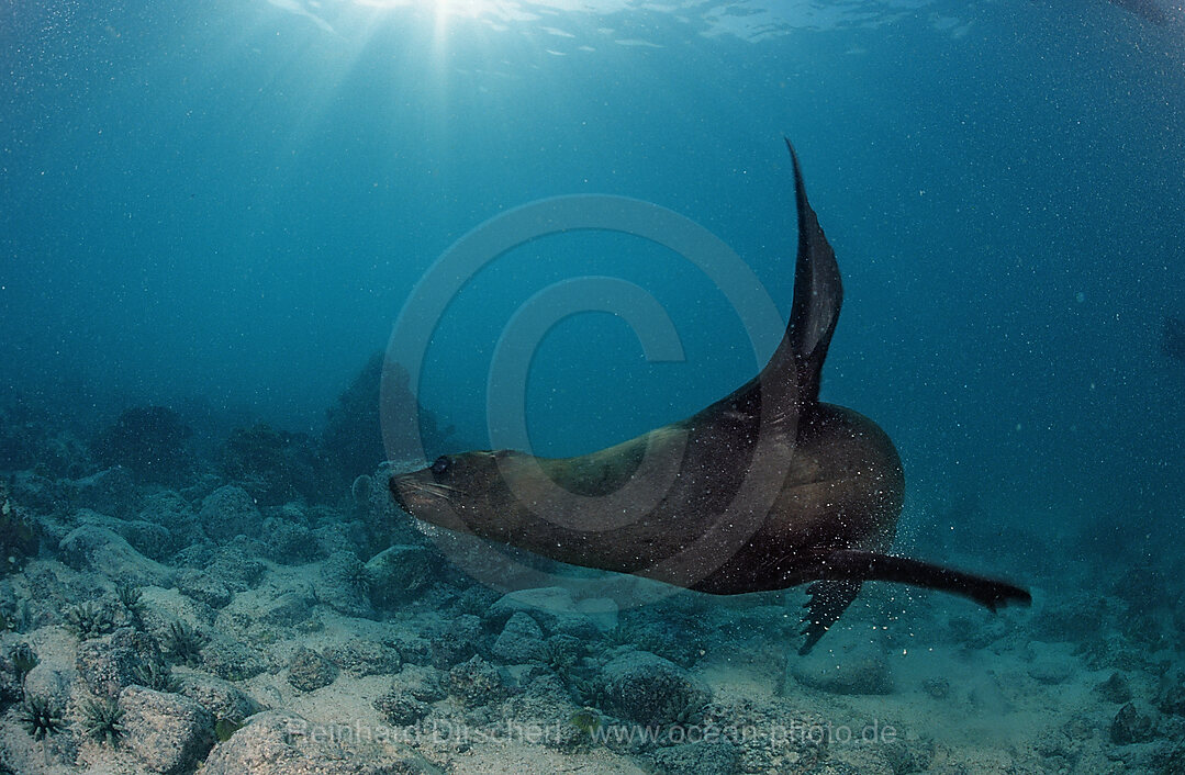 Suedafrikanischer Seebaer, Arctocephalus pusillus pusillus, Port Elizabeth, Ibhayi, Madiba Bay, Indischer Ozean, Sdafrika, Suedafrika