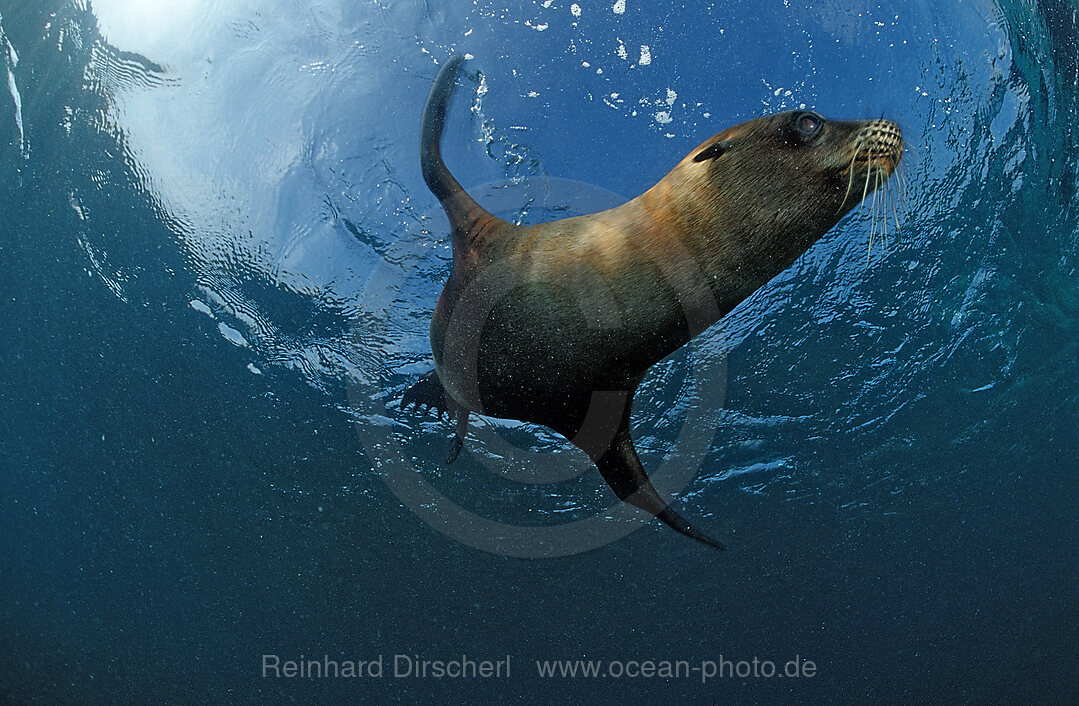 South African fur seal, Arctocephalus pusillus pusillus, Port Elizabeth, Ibhayi, Madiba Bay, Indian Ocean, South Africa