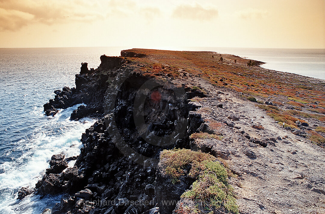 Galapagos Insel South Plaza, Plaza Sur