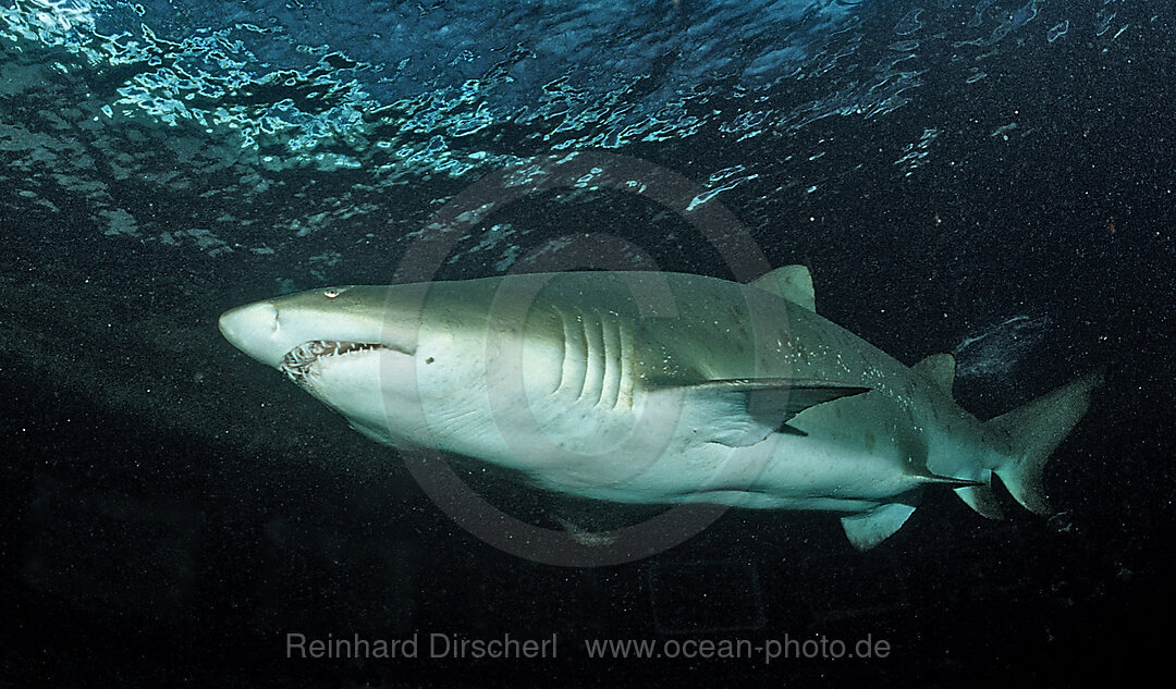 sand tiger shark, Odontaspis taurus, Port Elizabeth, Ibhayi, Madiba Bay, Indian Ocean, South Africa