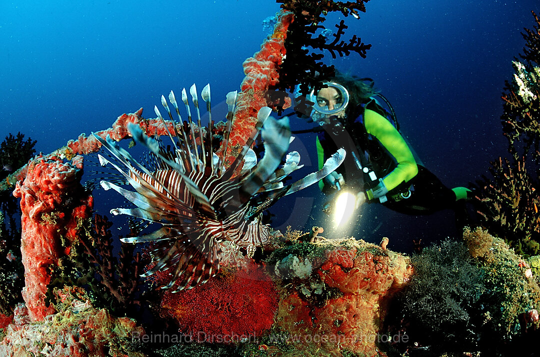Scuba diver and lionfish at ship wreck Maldives Victory
