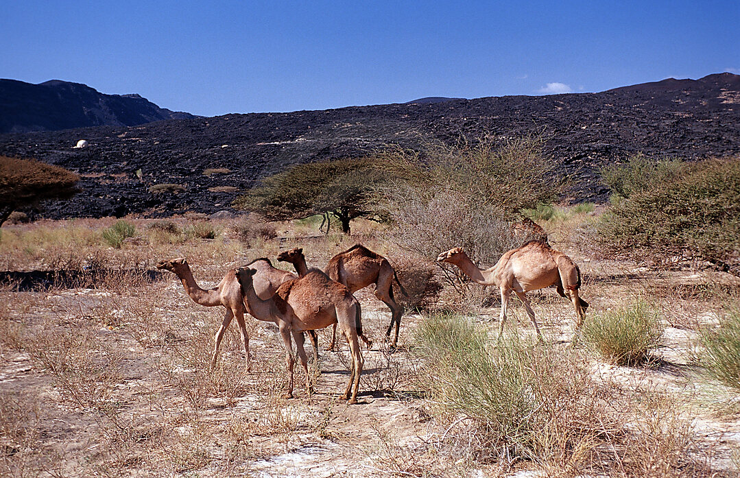 Dromedare, Camelus dromedarius, Afar Triangle, Djibouti, Dschibuti, Afrika