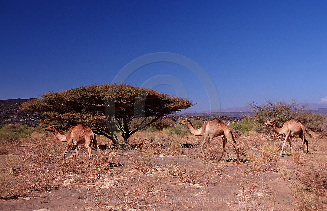 Dromedare, Camelus dromedarius, Afar Triangle, Djibouti, Dschibuti, Afrika