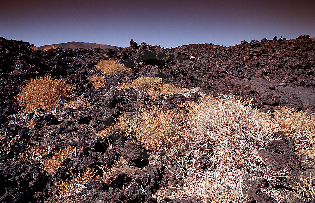 Pflanzen in der Wueste, Afar Triangle, Djibouti, Dschibuti, Afrika