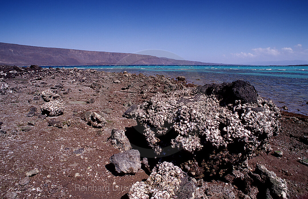 Wueste, Afar Triangle, Djibouti, Dschibuti, Afrika