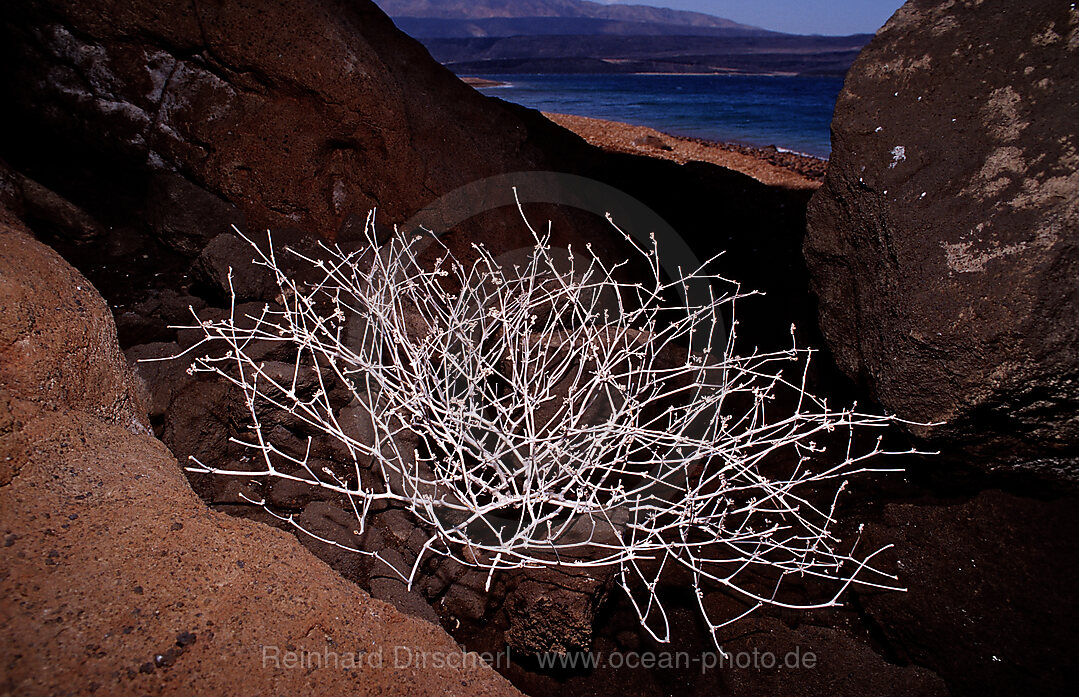 Plants in the desert