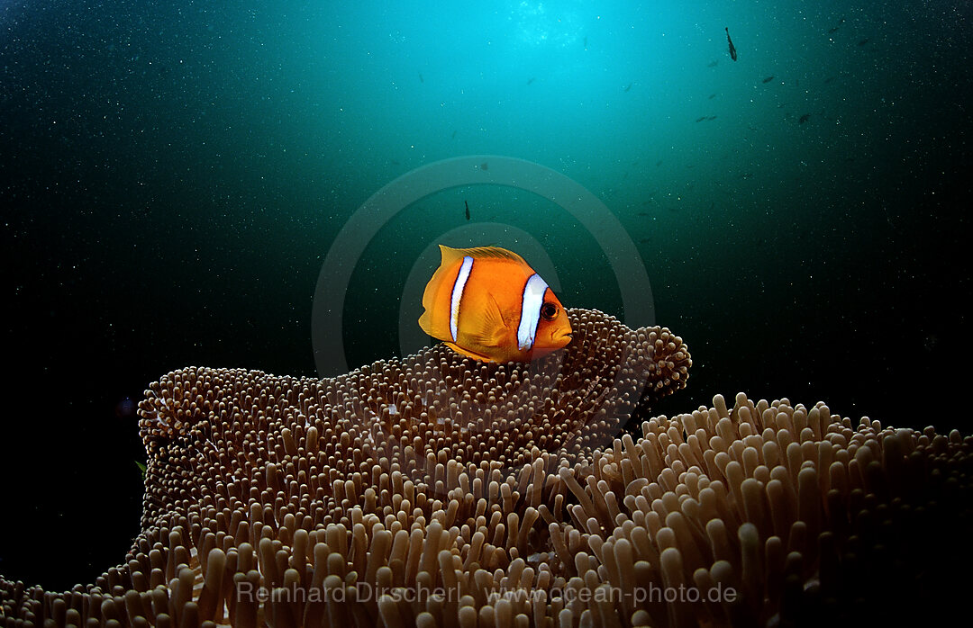 Twobar anemone fish