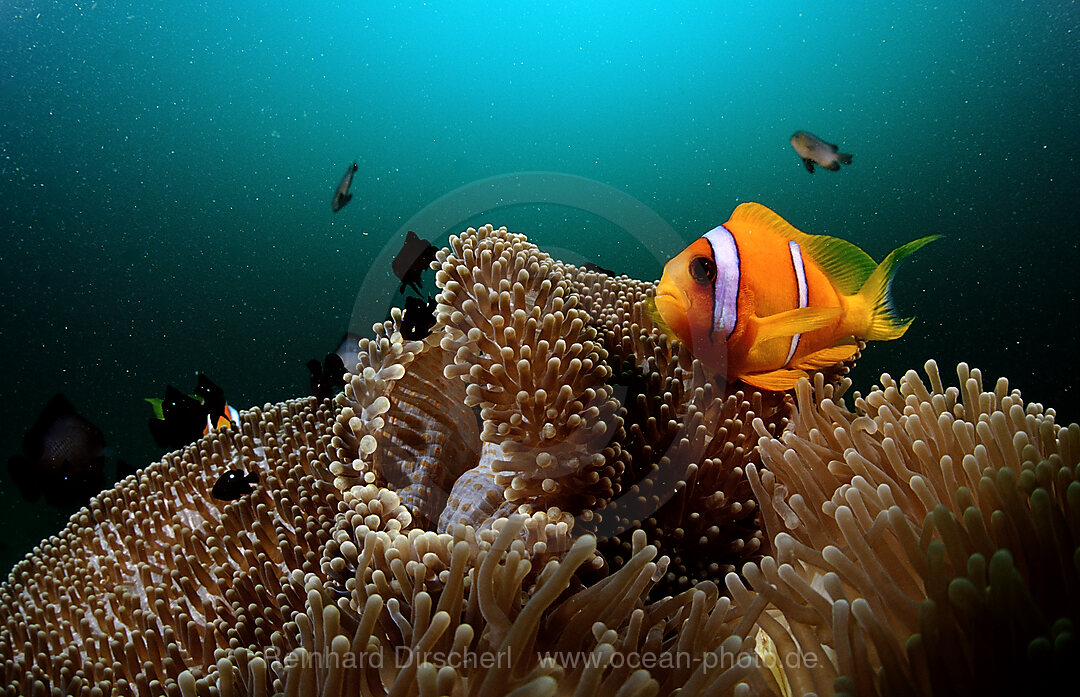 Rotmeer-Anemonenfisch, Amphiprion bicinctus, Afar Dreieck, Golf von Aden, Golf von Tadjourah, Djibouti, Dschibuti, Afrika