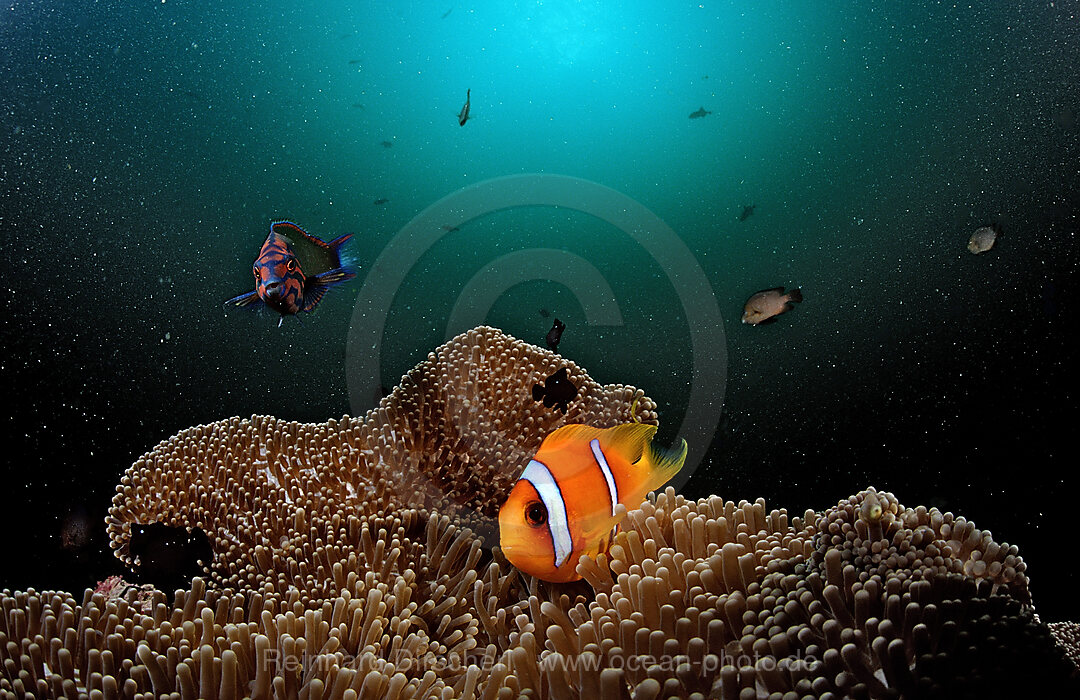 Rotmeer-Anemonenfisch, Amphiprion bicinctus, Afar Dreieck, Golf von Aden, Golf von Tadjourah, Djibouti, Dschibuti, Afrika