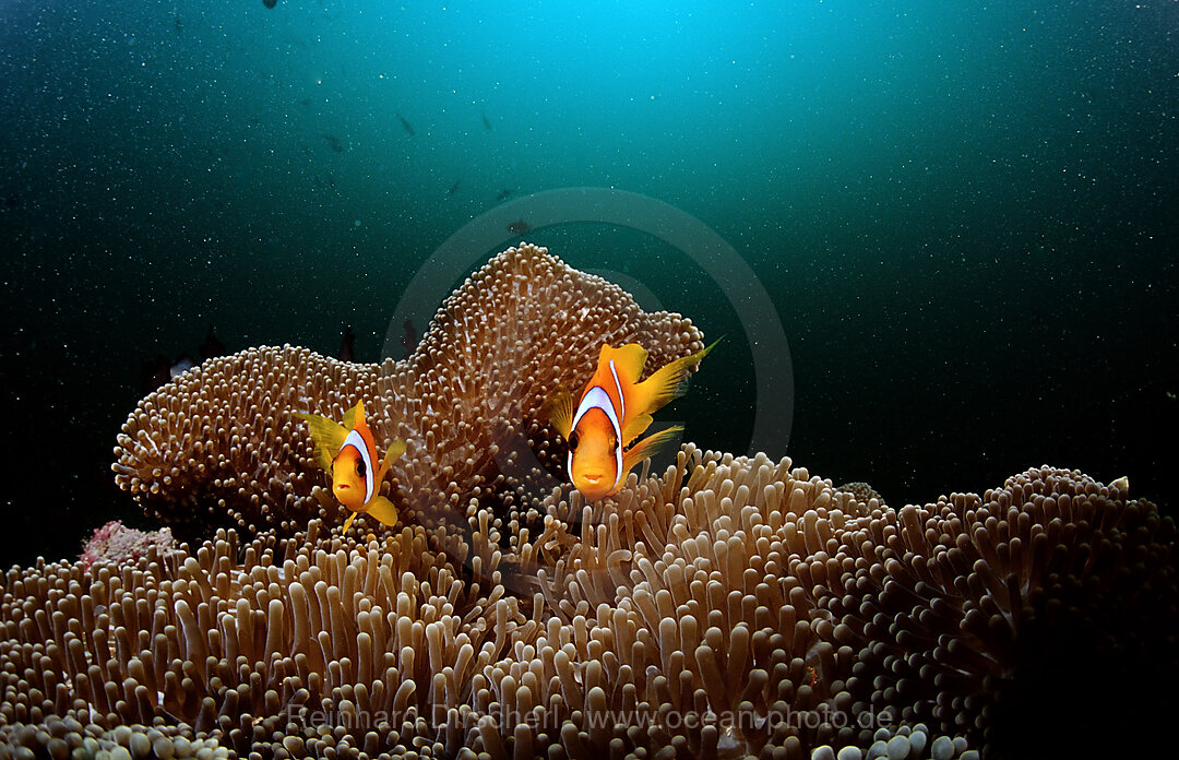 Zwei Rotmeer-Anemonenfische, Amphiprion bicinctus, Afar Dreieck, Golf von Aden, Golf von Tadjourah, Djibouti, Dschibuti, Afrika