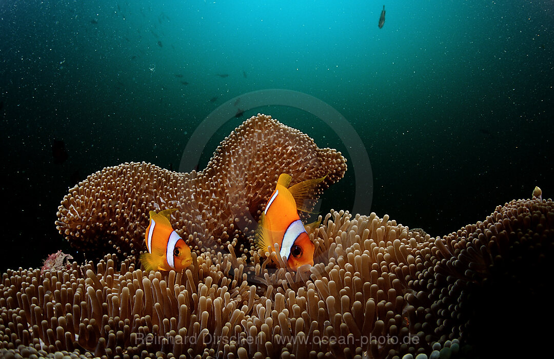 Zwei Rotmeer-Anemonenfische, Amphiprion bicinctus, Afar Dreieck, Golf von Aden, Golf von Tadjourah, Djibouti, Dschibuti, Afrika