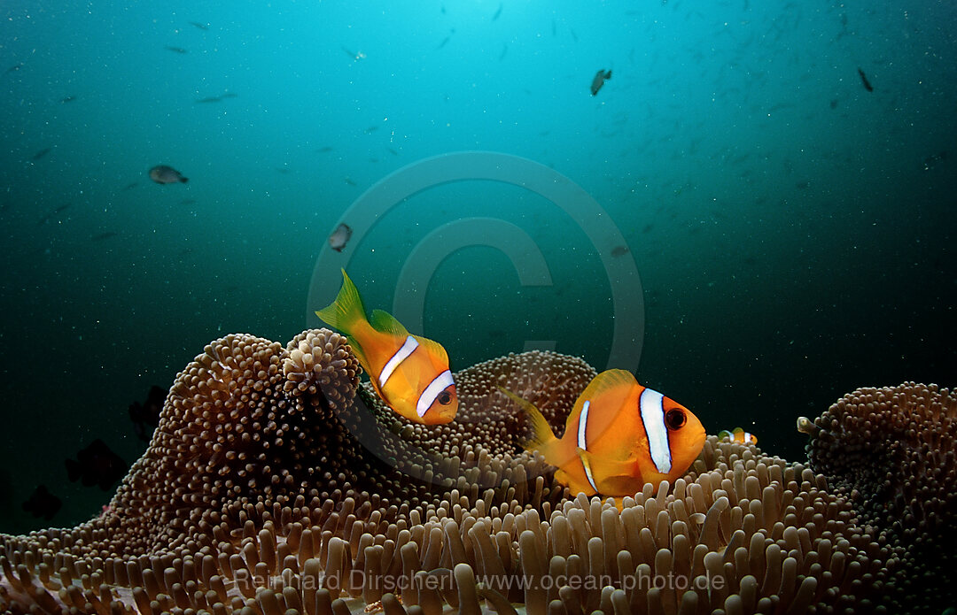 Two Twobar anemone fishes
