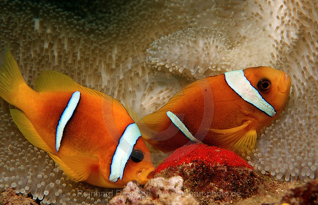 Two Twobar anemone fishes with eggs