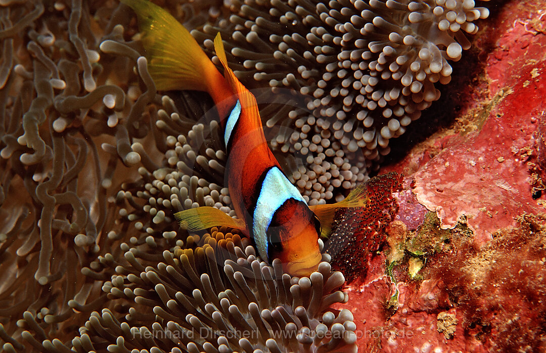 Twobar anemone fishes with eggs