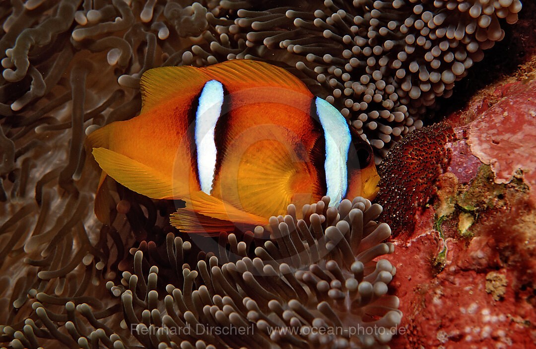 Twobar anemone fishes with eggs