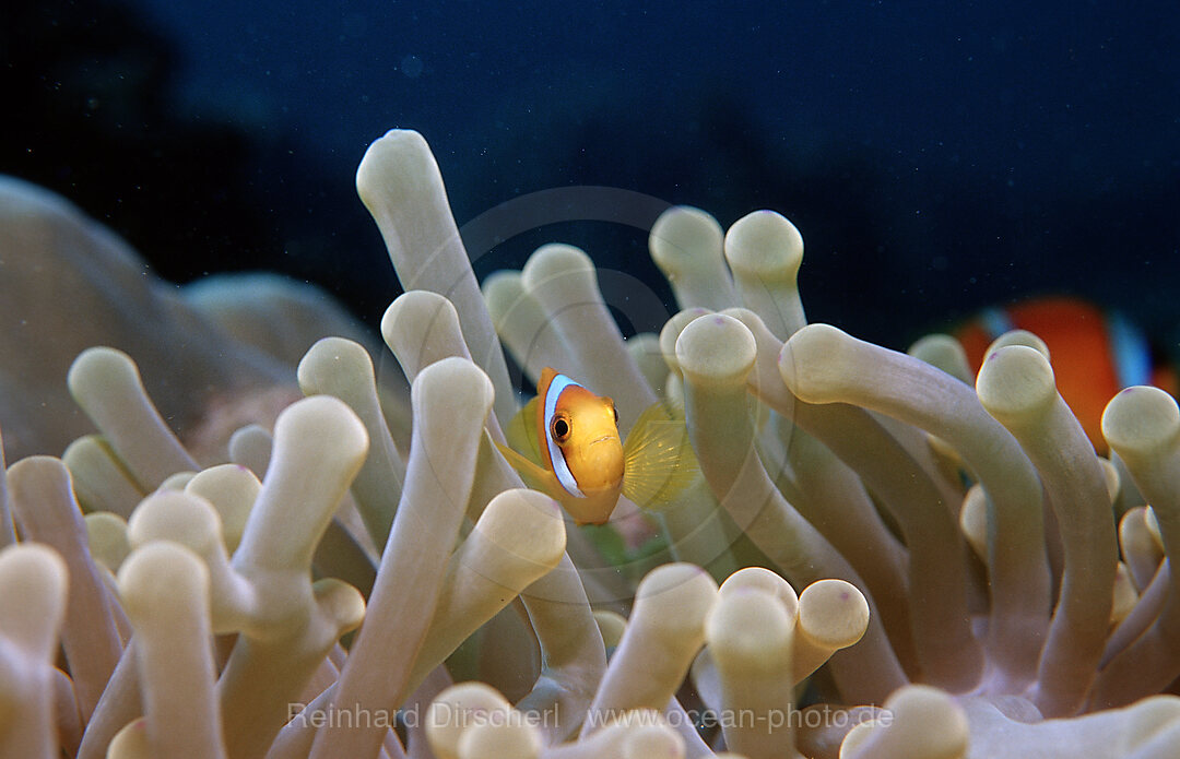 Rotmeer-Anemonenfisch, Amphiprion bicinctus, Afar Dreieck, Golf von Aden, Golf von Tadjourah, Djibouti, Dschibuti, Afrika