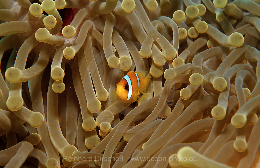 Rotmeer-Anemonenfisch