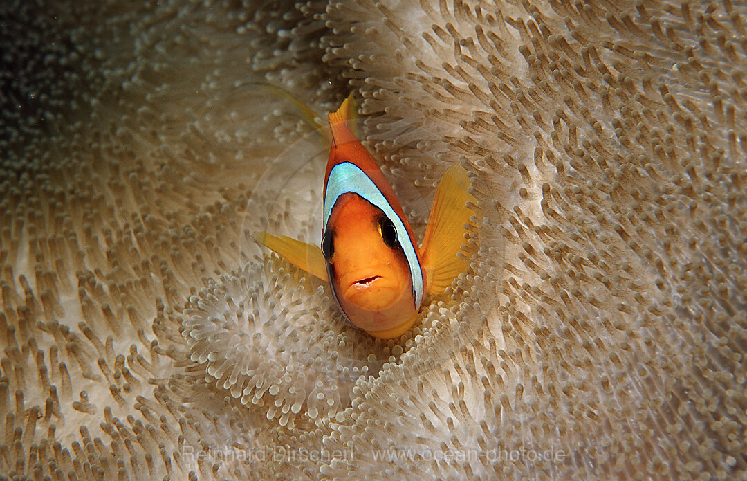 Rotmeer-Anemonenfisch
