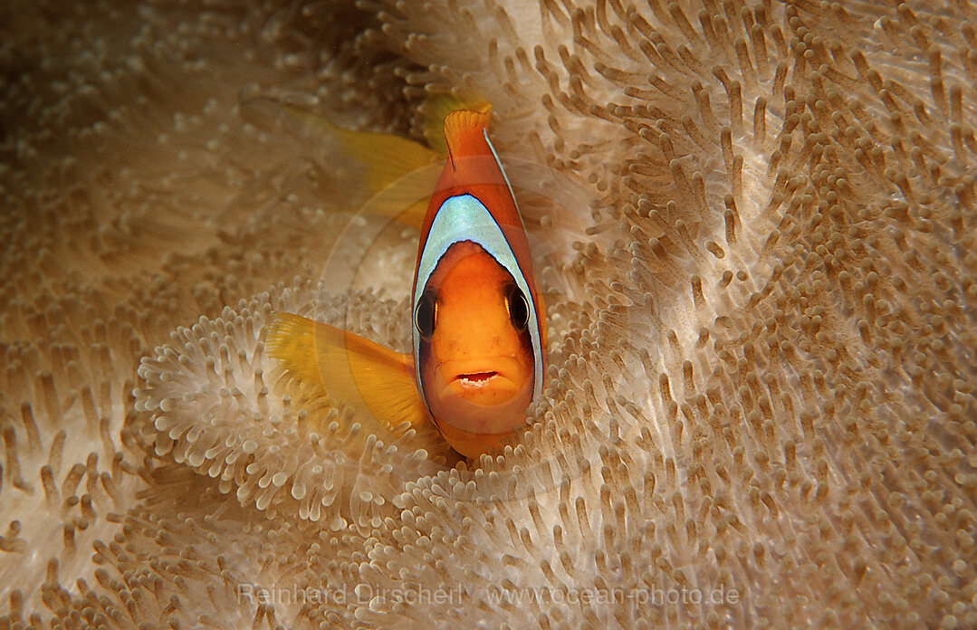 Rotmeer-Anemonenfisch