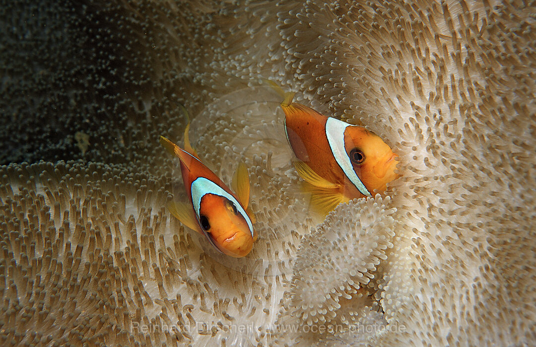 Two Twobar anemone fishes