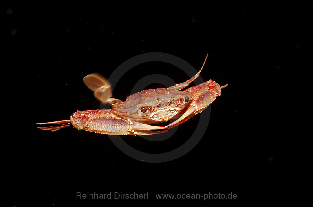 Rote Schwimmkrabbe