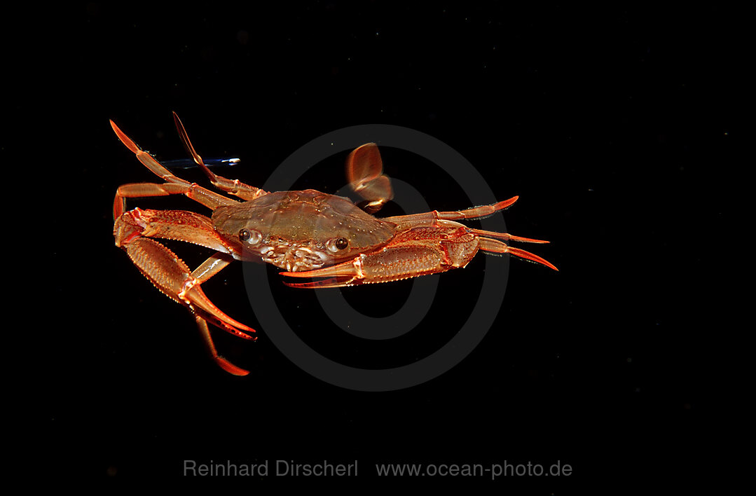 Red-legged Swimming Crab