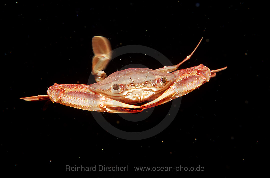 Rote Schwimmkrabbe