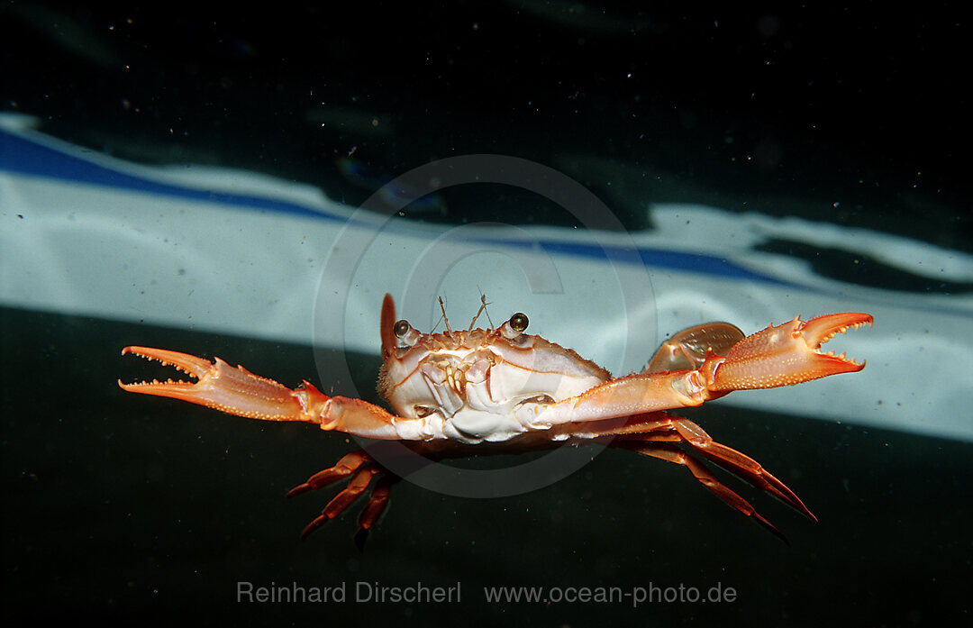 Rote Schwimmkrabbe, Portunus convexus, Afar Dreieck, Golf von Aden, Golf von Tadjourah, Djibouti, Dschibuti, Afrika