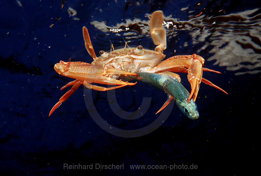 Rote Schwimmkrabbe frisst Fisch, Portunus convexus, Afar Dreieck, Golf von Aden, Golf von Tadjourah, Djibouti, Dschibuti, Afrika