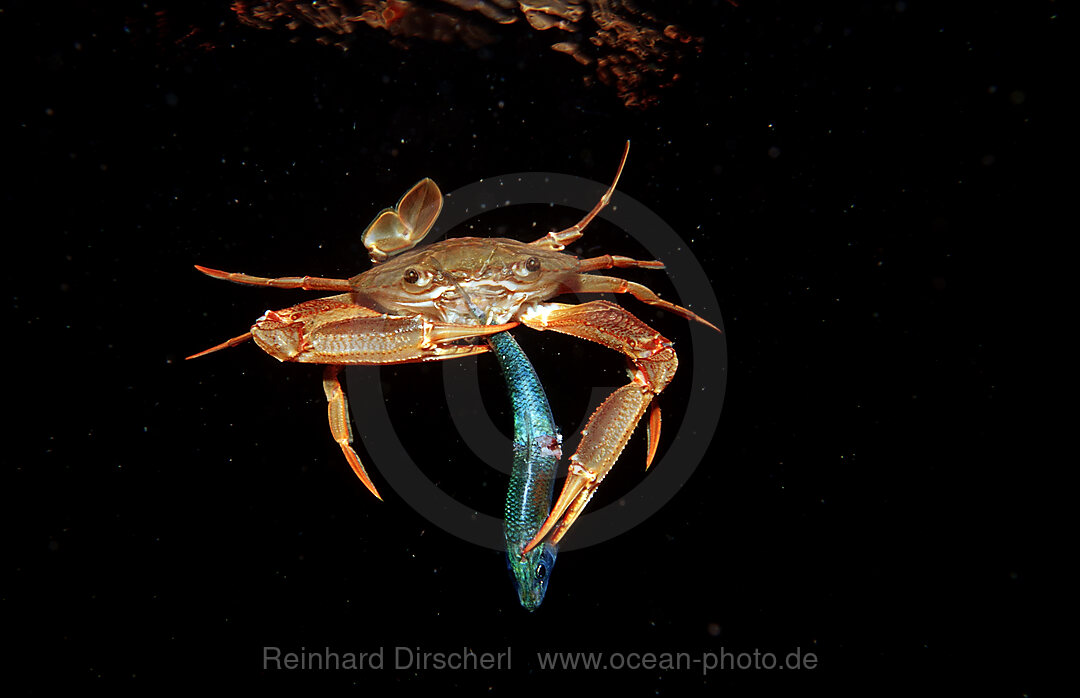 Rote Schwimmkrabbe frisst Fisch