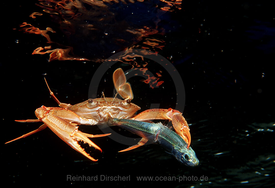 Rote Schwimmkrabbe frisst Fisch