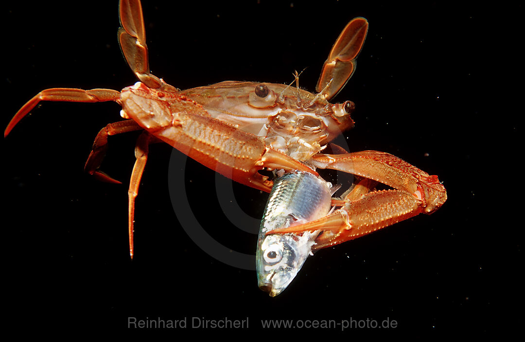 Rote Schwimmkrabbe frisst Fisch
