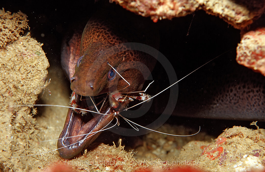 Cleaner shrimp cleaning Yellow-margined moray, Stenopus hispidus, Gymnothorax flavimarginatus, Afar Triangle, Gulf of Aden, Gulf of Tadjourah, Djibouti, Djibuti, Africa