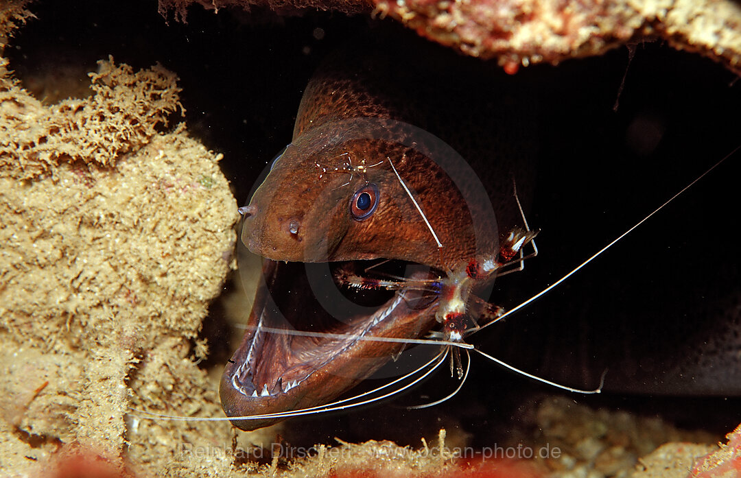 Gebaenderte Scherengarnele reinigt Russkopf-Muraene, Stenopus hispidus, Gymnothorax flavimarginatus, Afar Dreieck, Golf von Aden, Golf von Tadjourah, Djibouti, Dschibuti, Afrika