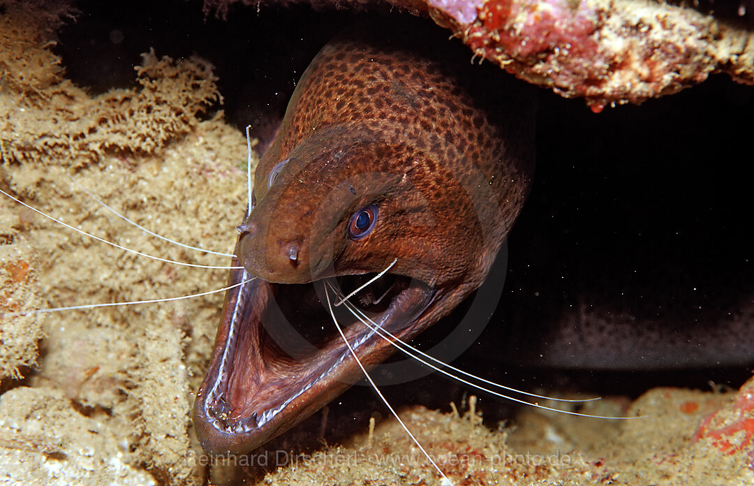 Cleaner shrimp cleaning Yellow-margined moray