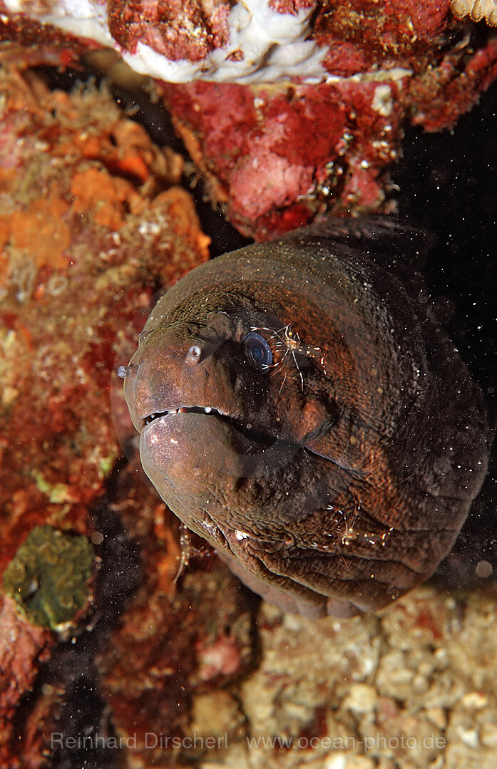 Rotweiss-gepunktete Putzergarnele reinigt Russkopf-Muraene, Leandrites cyrtorhynchus, Gymnothorax flavimarginatus, Afar Dreieck, Golf von Aden, Golf von Tadjourah, Djibouti, Dschibuti, Afrika