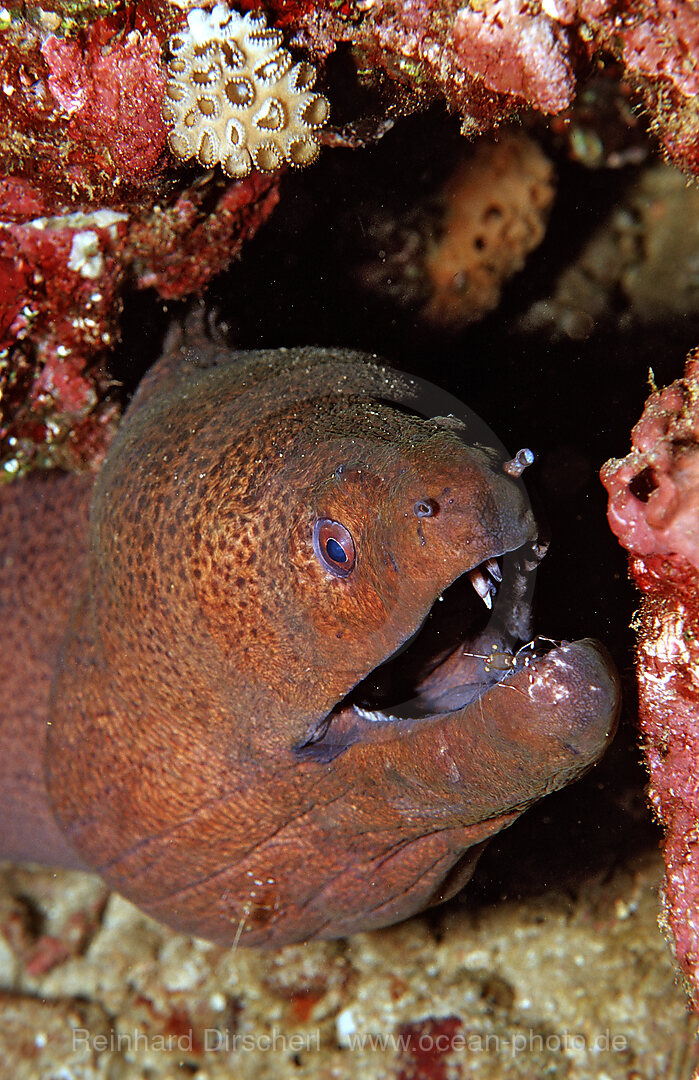 Red-white spottet cleaner shrimp cleaning Yellow-margined moray