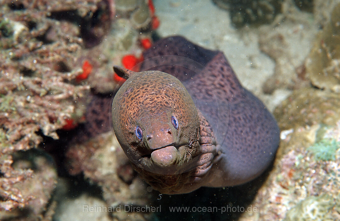 Yellow-margined moray