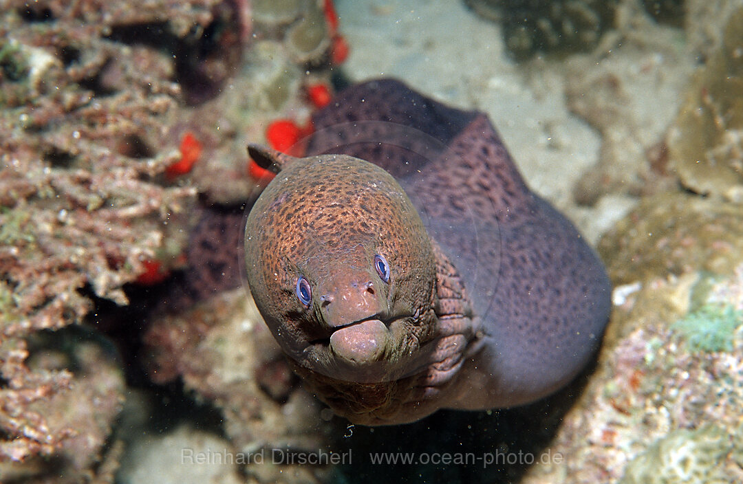 Yellow-margined moray, Gymnothorax flavimarginatus, Afar Triangle, Gulf of Aden, Gulf of Tadjourah, Djibouti, Djibuti, Africa