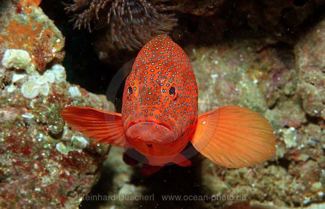 Juwelenbarsch, Cephalopholis miniata, Afar Dreieck, Golf von Aden, Golf von Tadjourah, Djibouti, Dschibuti, Afrika