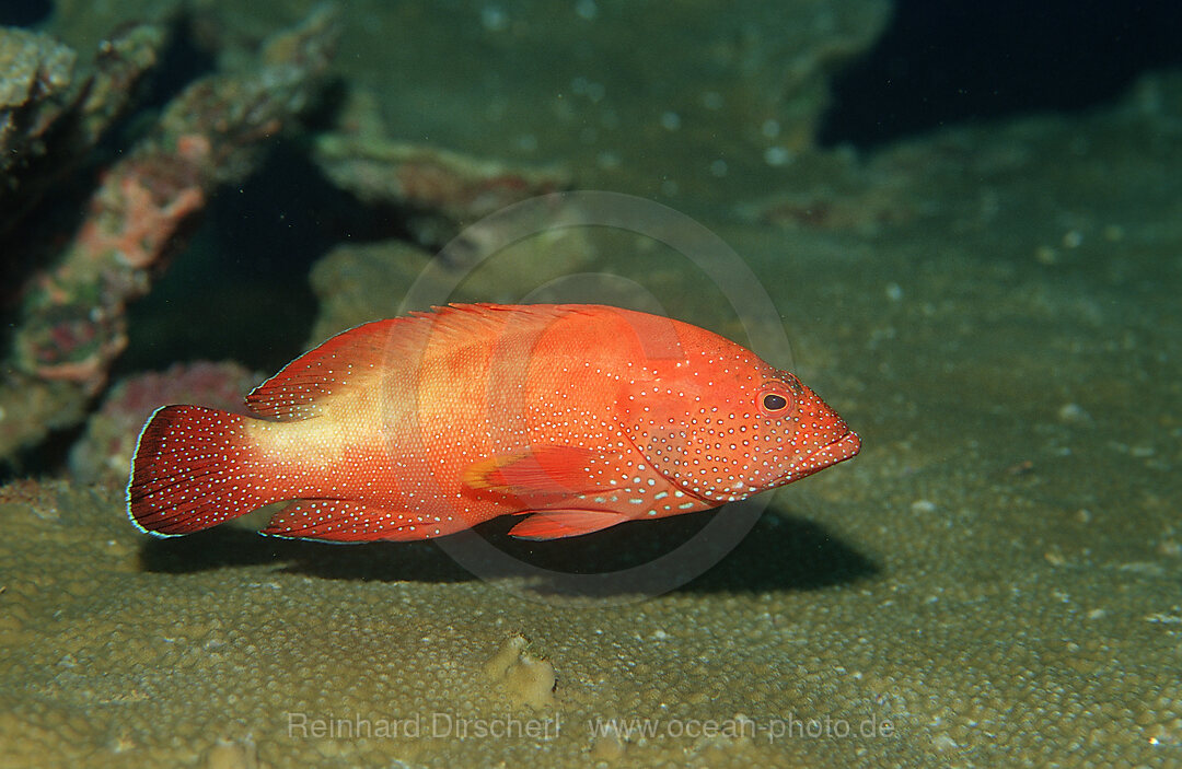 Freckled grouper, Cephalopholis microprion, Afar Triangle, Gulf of Aden, Gulf of Tadjourah, Djibouti, Djibuti, Africa