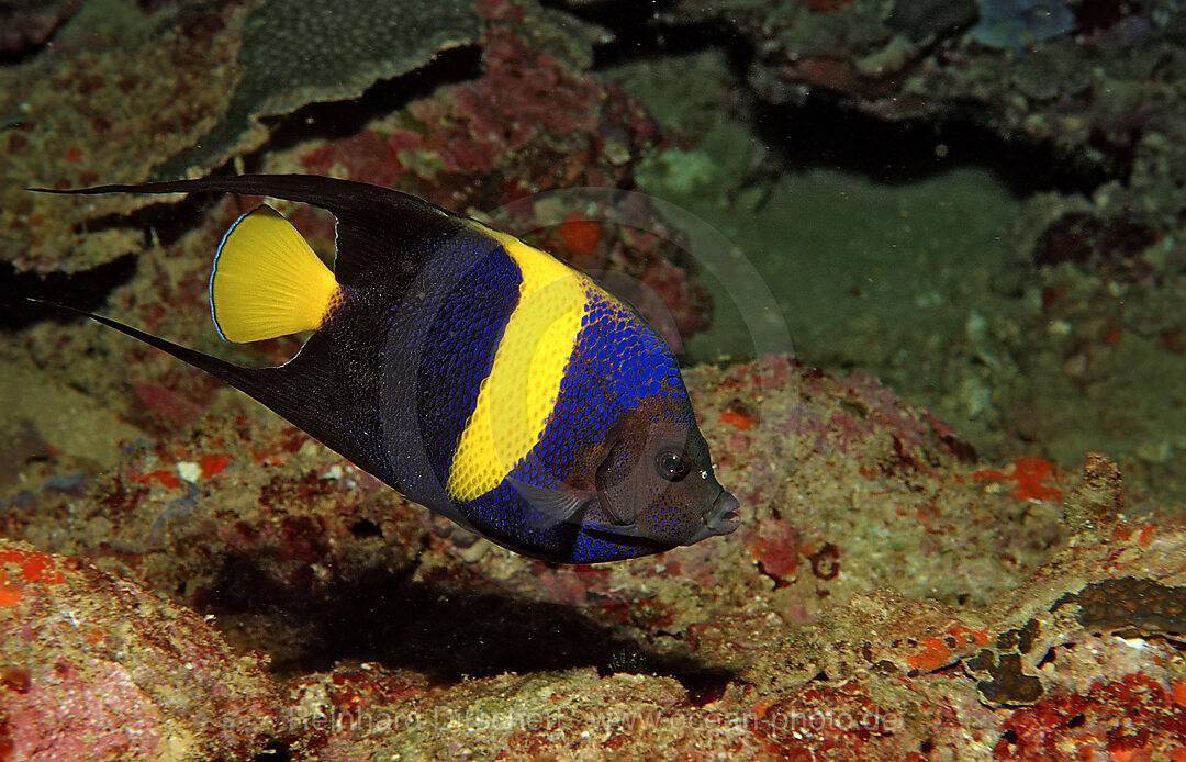 Halbmond-Kaiserfisch, Pomacanthus asfur, Afar Dreieck, Golf von Aden, Golf von Tadjourah, Djibouti, Dschibuti, Afrika