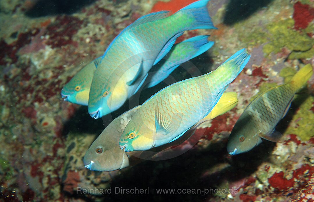 Mating Greentroat parrotfishes